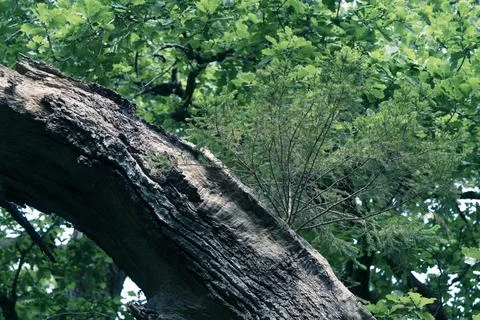 Pine three on oak branch Stock Photos