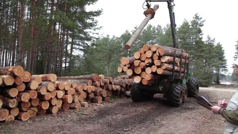 Pine timber and wood logging by forwarder in the forest under manager control 库存影片 82896542