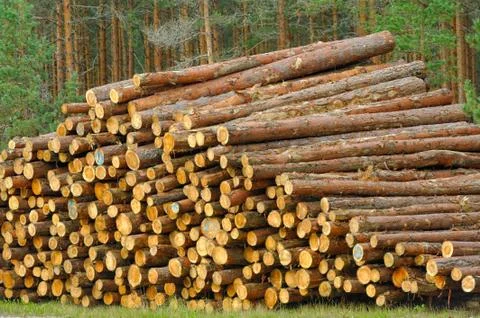 Pine timber Stock Photos