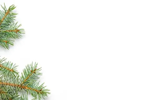 Pine top bottom border festive design Stock Photos