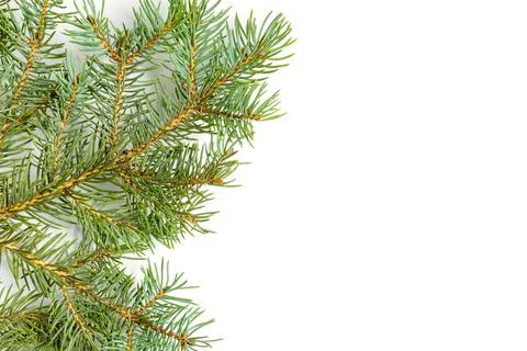 Pine top bottom border festive design Stock Photos