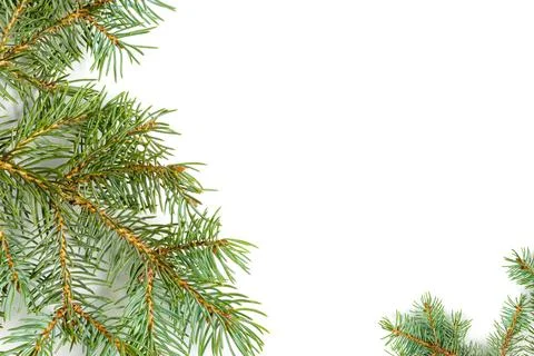 Pine top bottom border festive design Stock Photos