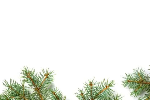 Pine top bottom border festive design Stock Photos