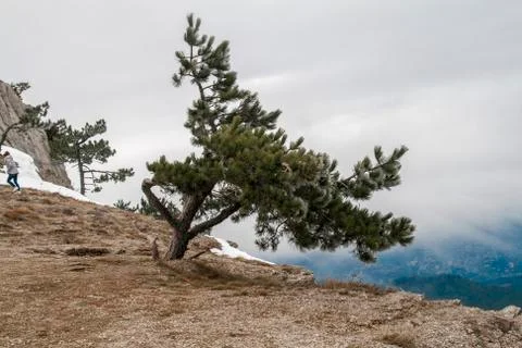 Pine on top of the mountain Stock Photos