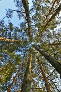 Pine tops in a forest in eastern Ukraine. Foto stock