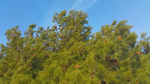 Pine tops swaying in the wind, against the blue sky Stock Footage 92551418