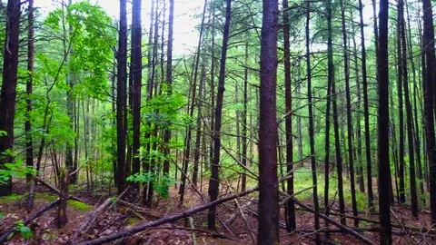 Pine Trail Stock Footage 77703405