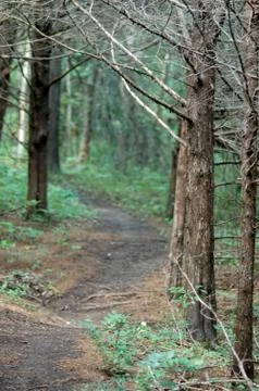 Pine Trail 스톡 사진