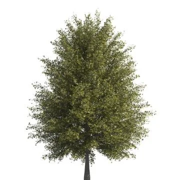 Pine tree 3d illustration isolated on the white background Stock Illustration