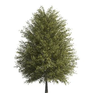 Pine tree 3d illustration isolated on the white background Stock Illustration