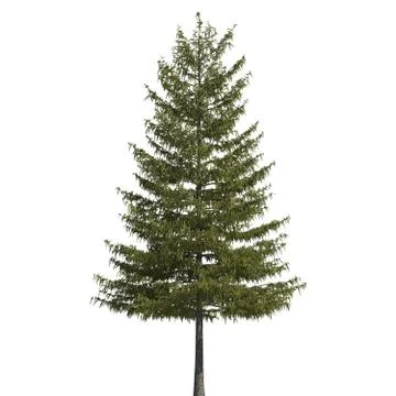 Pine tree 3d illustration isolated on the white background Stock Illustration