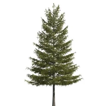 Pine tree 3d illustration isolated on the white background Stock Illustration