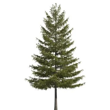 Pine tree 3d illustration isolated on the white background Stock Illustration