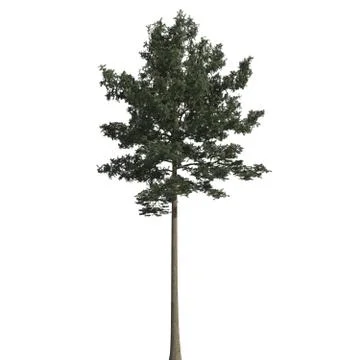 Pine tree 3d illustration isolated on the white background Stock Illustration