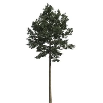 Pine tree 3d illustration isolated on the white background Stock Illustration