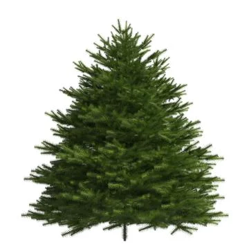 Pine tree 3d illustration isolated on the white background Illustrazione stock