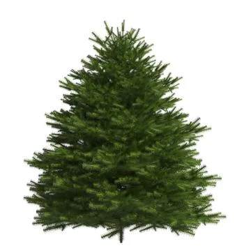 Pine tree 3d illustration isolated on the white background Stock Illustration
