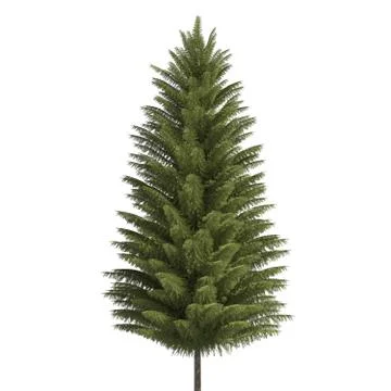 Pine tree 3d illustration isolated on the white background Stock Illustration