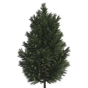 Pine tree 3d illustration isolated on the white background Stock Illustration