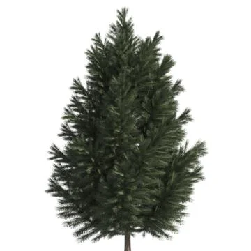 Pine tree 3d illustration isolated on the white background Stock Illustration