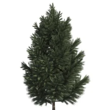 Pine tree 3d illustration isolated on the white background Stock Illustration