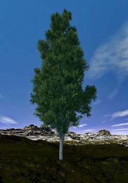 Pine tree - 3D render Stock Illustration