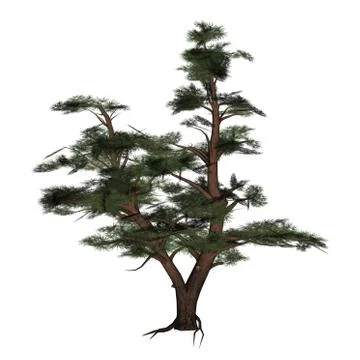 Pine tree - 3D render Stock Illustration