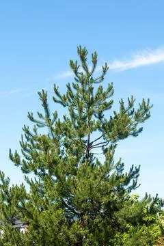 A pine tree aainst a blue sky Stock Photos