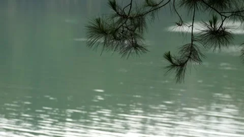The pine tree above the lake Stock Footage 270925419