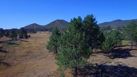 Pine Tree Aerial 2 Stock Footage 77652700