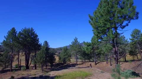 Pine Tree Aerial Stock Footage 77652902