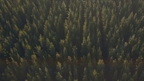 Pine Tree Aerial Stock Footage 80743563