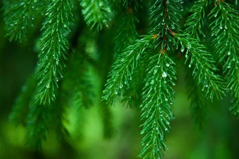 Pine tree after rain Stock Photos