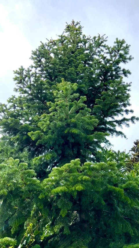 A pine tree after raining Stock Footage 270426760