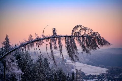 Pine tree against beautiful sunset over mountian valley leaning due to snow Stock Photos
