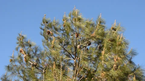 Pine tree against Blue Sky Stock Footage 26313795