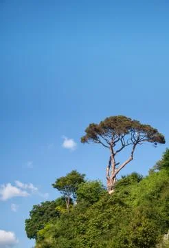 Pine tree against the blue sky Stock Photos