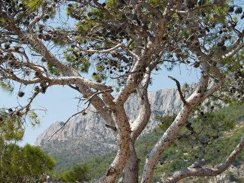 Pine tree against blue sky and mountains Stock Photos