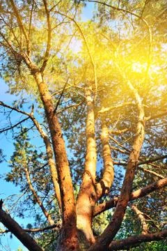 Pine tree against the blue sky closeup Stock Photos