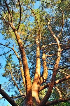 Pine tree against the blue sky Stock Photos