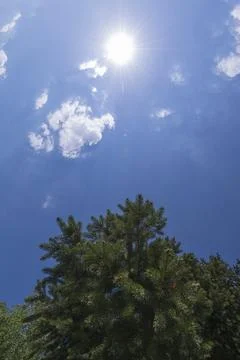 Pine tree against blue sky and bright sun Stock Photos