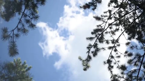 Pine Tree Against Clear Blue Sky Stock Footage 333618943