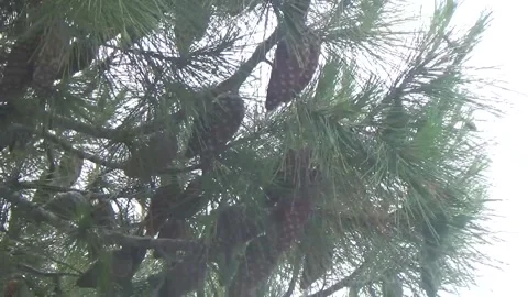 Pine tree against a cloudy sky Stock-Footage 311591550
