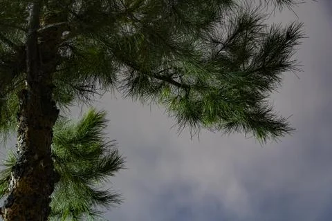 Pine Tree Against Cloudy Sky Фото