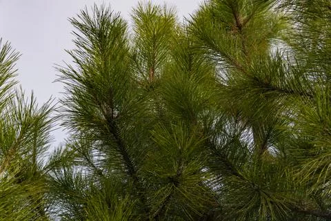Pine Tree Against Cloudy Sky Stock Photos