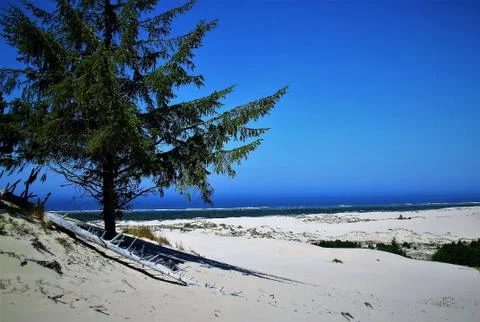 PINE TREE AGAINST OCEAN Fotos Stock