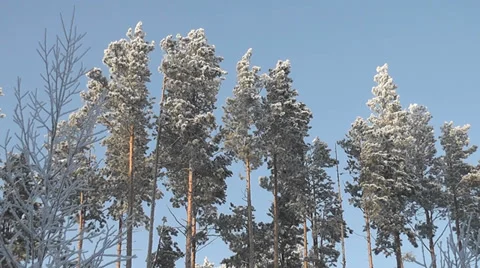 Pine tree against the sky Stock Footage 29210688