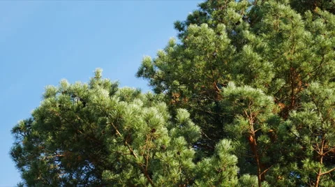 Pine tree against the sky Video stock 56621561