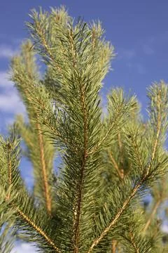A pine tree against the sky. Pine needles. Tree in summer. Details of nature. Stock Photos