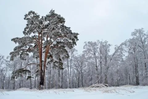 Pine tree against the snowy forest in winter time Stock Photos